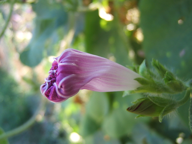 Campanella Turchina